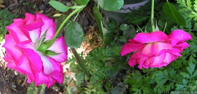 'Parfait (floribunda, Knight, 1970)' rose photo