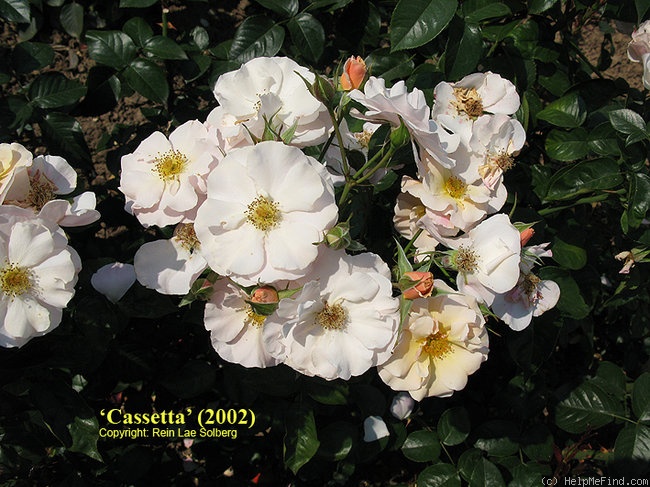 'Cassetta' rose photo