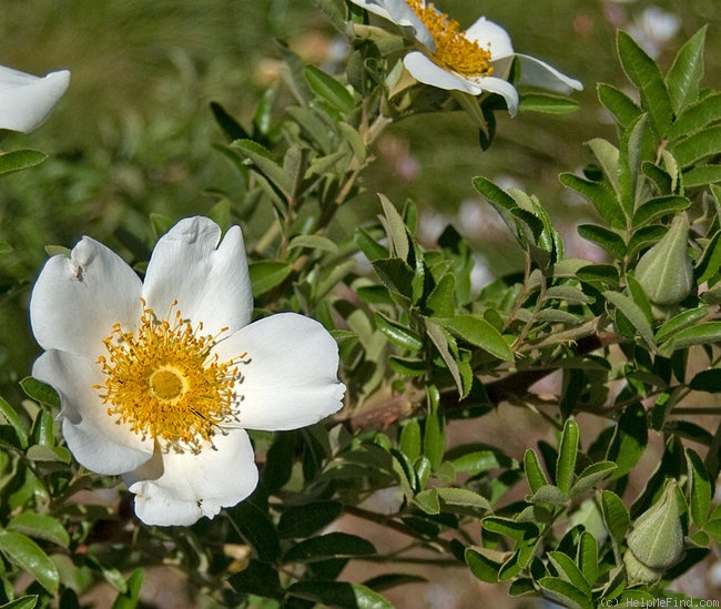 'R. clinophylla' rose photo