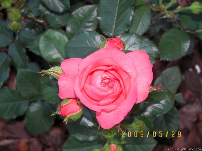 'Marmalade Skies ™' rose photo