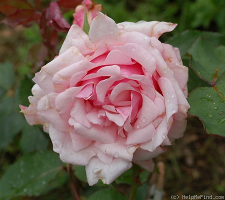 'Madame Léon Pain' rose photo