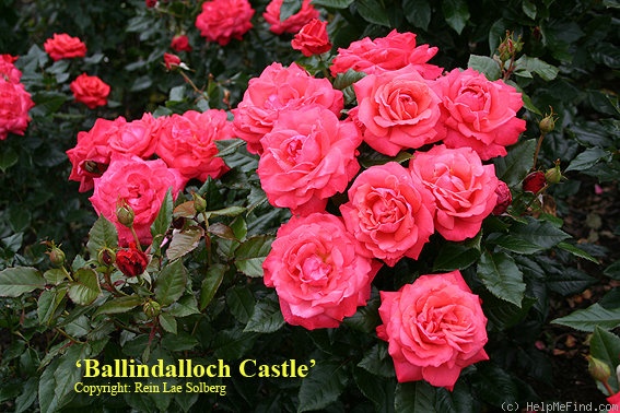 'Ballindalloch Castle' rose photo