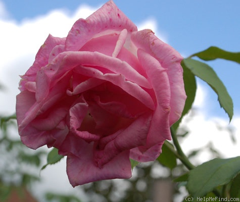 'Monsieur Rosier' rose photo