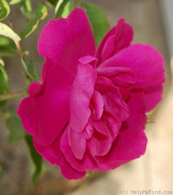 'Mrs. Anthony Waterer' rose photo