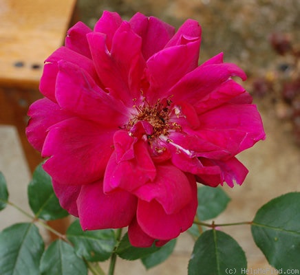 'Muhme Löffler' rose photo