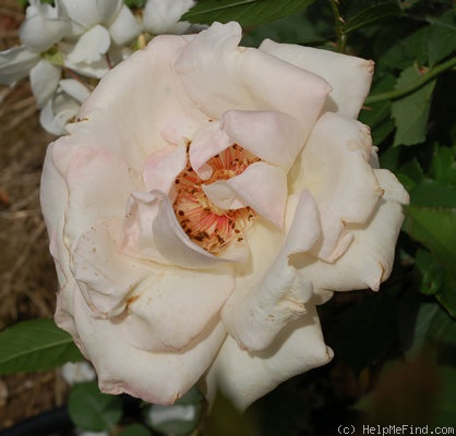'Ophelia, Cl.' rose photo