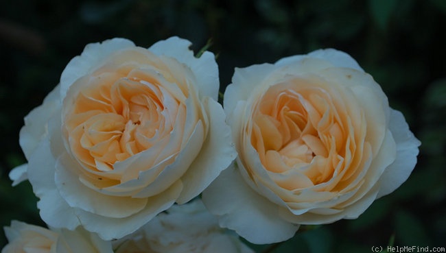 'Perdita (shrub, Austin 1982)' rose photo