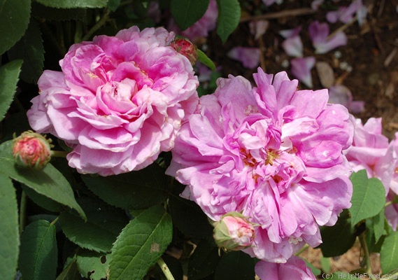 'Persian Rose (gallica, Scarman, 1996)' rose photo