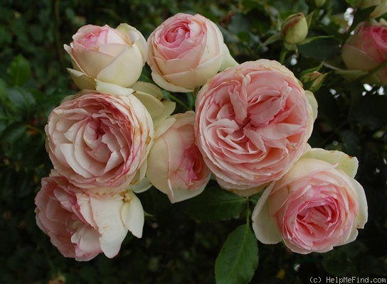 'Pierre de Ronsard ®' rose photo