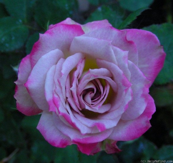 'Aydan Renee' rose photo