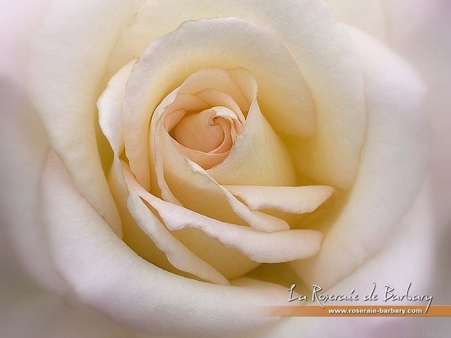 'Henri Salvador ®' rose photo