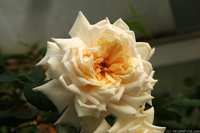 'Dresden' rose photo