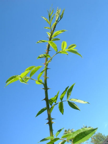 '<i>Rosa lyellii</i> Lindley' rose photo