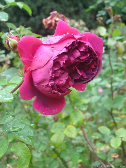 'William Shakespeare 2000 ™ (shrub, Austin 1994)' rose photo