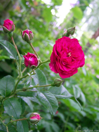 'Petit René' rose photo