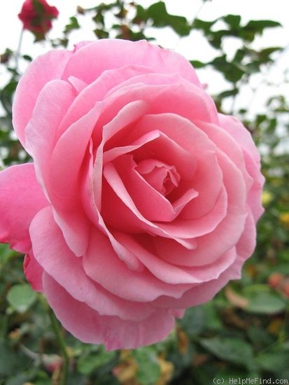 'William PJ McCarthy' rose photo