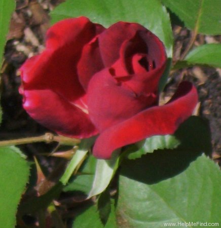 'Night Time' rose photo