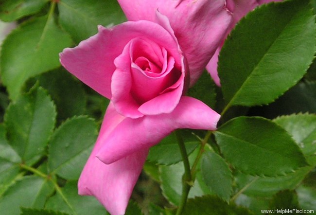 'Carefree Beauty' rose photo