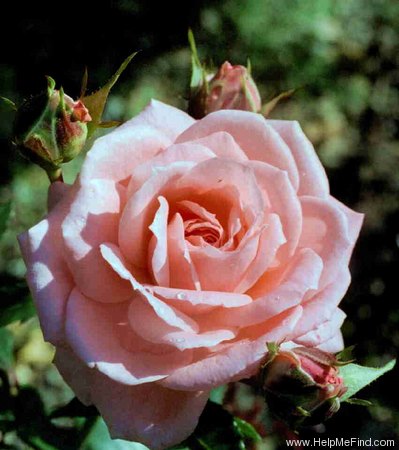 'Evelien (floribunda, Ilsink 1989)' rose photo
