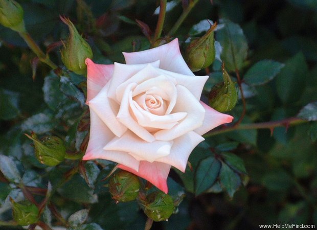 'Little Muff' rose photo