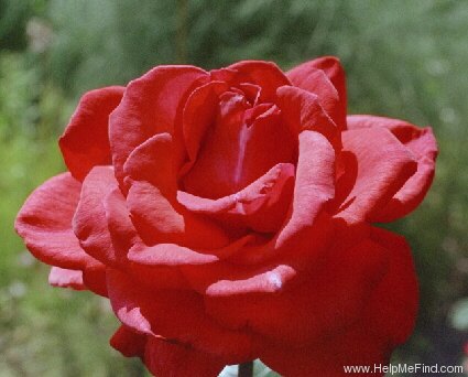 'Allegro ® (hybrid tea, Meilland, 1962)' rose photo