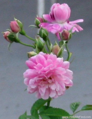 'Sweet Chariot (Miniature, Moore, 1984)' rose photo