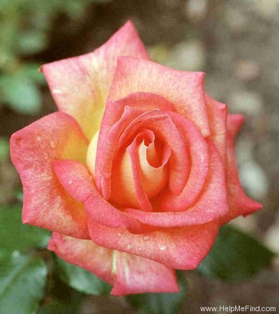 'Gay Gordons ®' rose photo