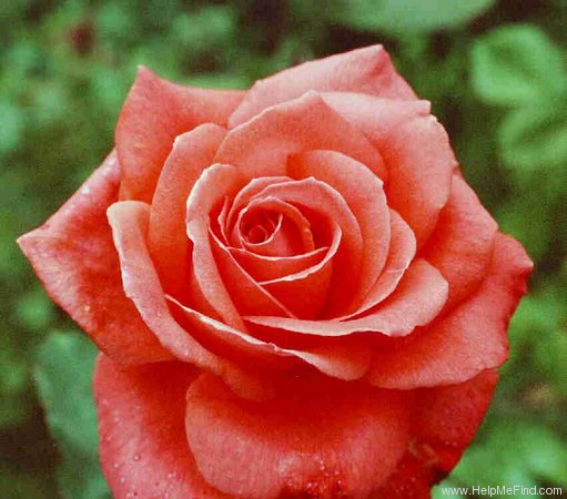 'Interflora' rose photo
