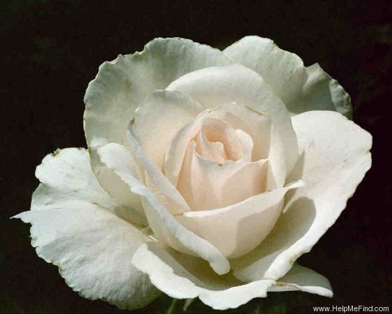 'Margaret Merril (Floribunda, Harkness, 1977)' rose photo