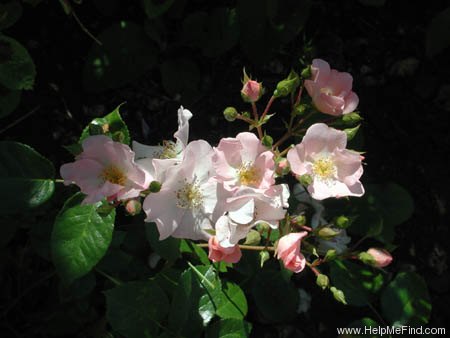 'Augusta (shrub, Poulsen, 1995)' rose photo