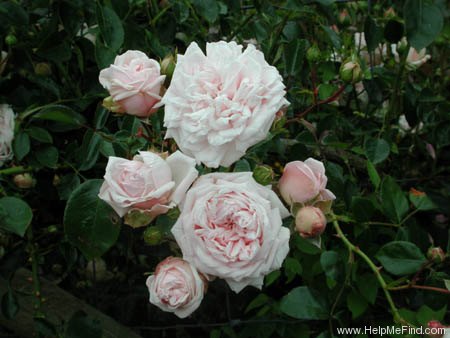 'Awakening (Large Flowered Climber, discovered by Jan Bohm, 1935)' rose photo