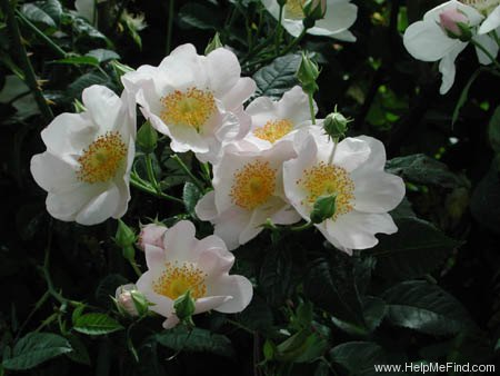 '<i>Rosa macrantha</i> Desportes' rose photo