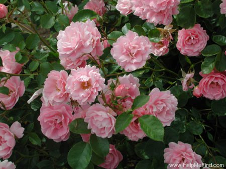 'Summerwind' rose photo