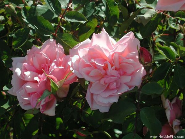 'Albertine (hybrid wichurana, Barbier, 1921)' rose photo