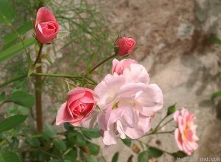 'Nordina ™' rose photo