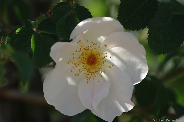 'Robbie Burns (shrub, Austin, 1986)' rose photo