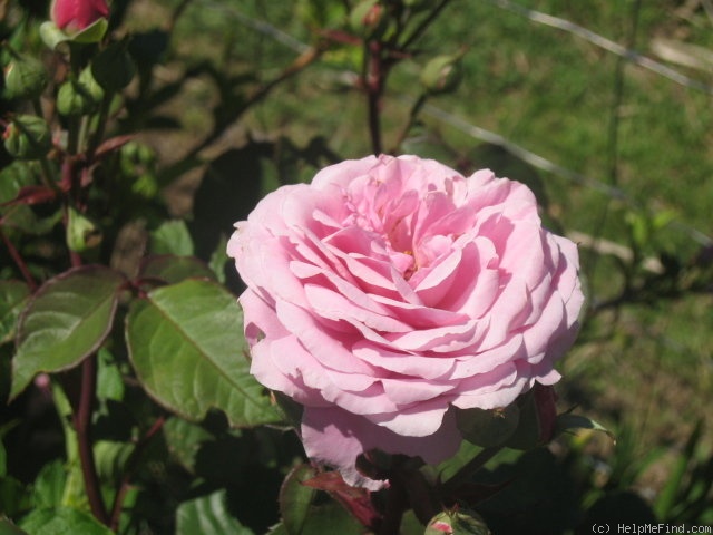 'Gowan Brae' rose photo