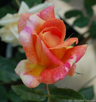 'Rote Mevrouw G.A. van Rossem' rose photo