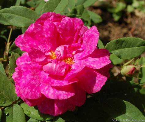 'Marbrée (Portland, Robert, 1858)' rose photo