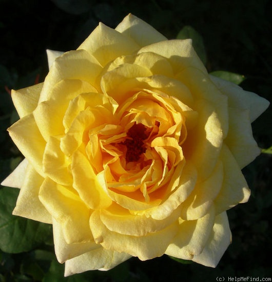 'Ahimsa' rose photo