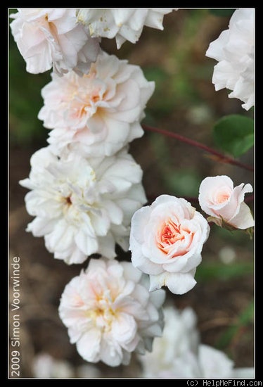 'Cécile Brunner, Cl. (cl. polyantha, Hosp, 1894)' rose photo