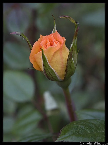 'Holy Toledo' rose photo