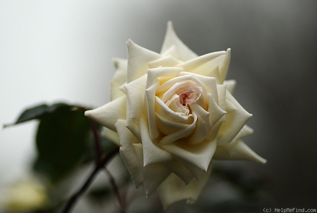 'Dresden' rose photo