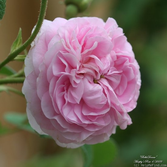 'Bella Donna (damask, by 1840)' rose photo