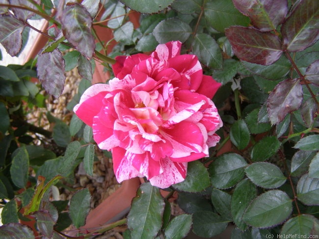 'Peppermint Splash' rose photo