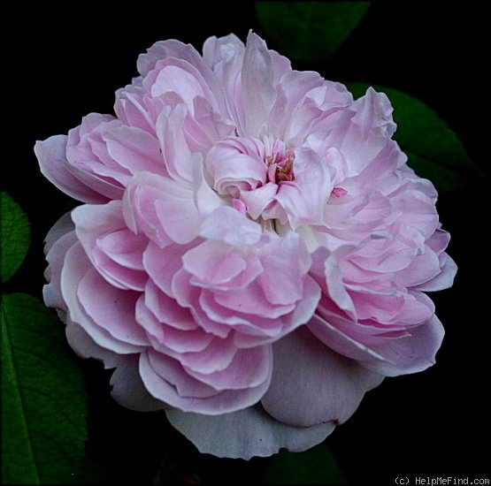 'Jacques Cartier' rose photo