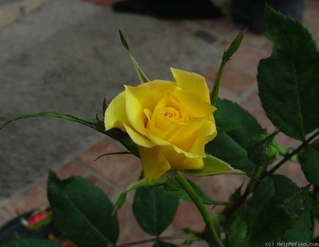 'Ty ™' rose photo