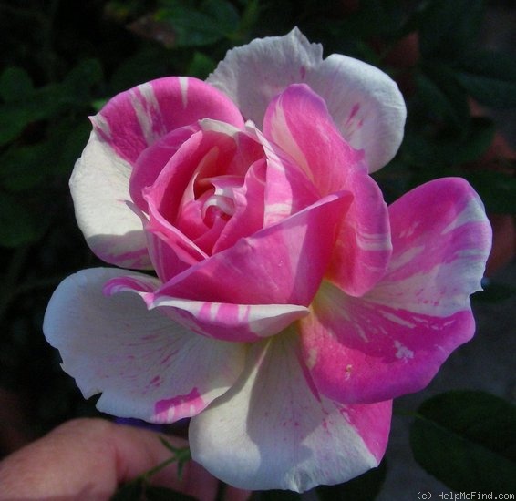 'Peppermint Parfait (Miniature, Moore, 1992)' rose photo