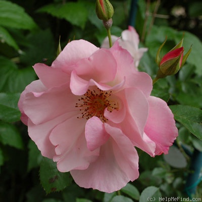'Santa Catalina' rose photo