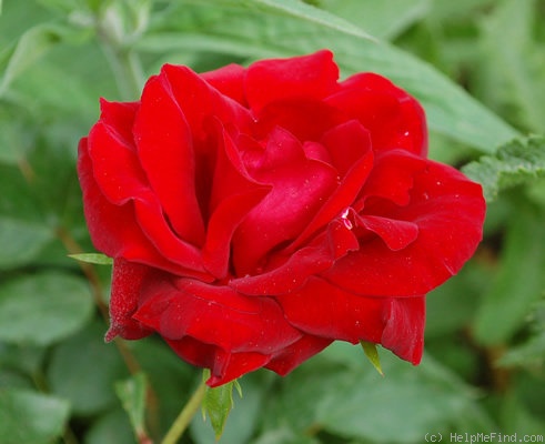 'Schwarzer Samt' rose photo